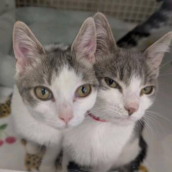 Meowzilla -  Domestic Short Hair Cat for Adoption in Buffalo, New York - Meowzilla | PetCurious