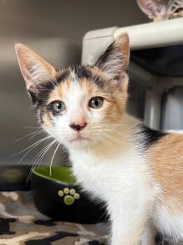 Meadowlark -  Domestic Short Hair Cat for Adoption in Pomona, New York - Meadowlark | PetCurious