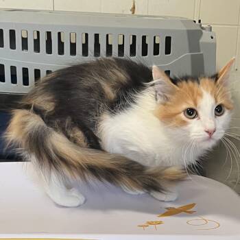 Liza Jane -  Domestic Short Hair Cat for Adoption in Wappingers Falls, New York - Liza Jane | PetCurious