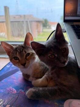 Bean -  Domestic Short Hair Cat for Adoption in Deltona, Florida - Bean | PetCurious