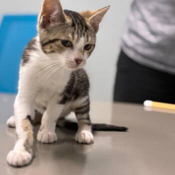 Evander -  Domestic Short Hair Cat for Adoption in Shelbyville, Indiana - Evander | PetCurious