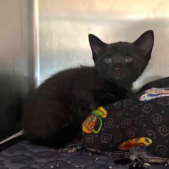 BINX -  Domestic Short Hair Cat for Adoption in Riverside, California - BINX | PetCurious