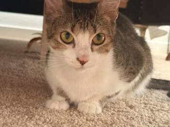 ASPEN -  Domestic Short Hair Cat for Adoption in Colorado Springs, Colorado - ASPEN | PetCurious