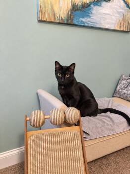 Gazebo -  Domestic Short Hair Cat for Adoption in Columbia, South Carolina - Gazebo | PetCurious