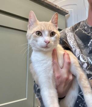 Domestic Short Hair Cats Available for Adoption in Hartville, Ohio - Marty | PetCurious
