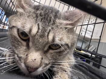 BIG MAC -  Domestic Short Hair Cat for Adoption in Las Vegas, Nevada - BIG MAC | PetCurious