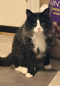 Slippy -  Domestic Long Hair Cat for Adoption in Anchorage, Alaska - Slippy | PetCurious