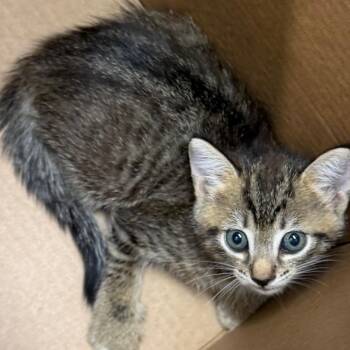 Patches -  Domestic Short Hair Cat for Adoption in Tampa, Florida - Patches | PetCurious