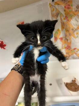 GRIM -  Domestic Short Hair Cat for Adoption in Riverside, California - GRIM | PetCurious
