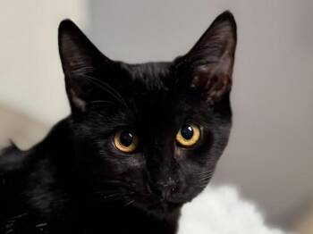 Strawberry -  Domestic Short Hair Cat for Adoption in Portland, Oregon - Strawberry | PetCurious