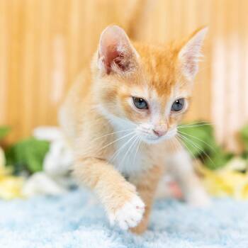 Abdi -  Domestic Short Hair Cat for Adoption in Durham, North Carolina - Abdi | PetCurious