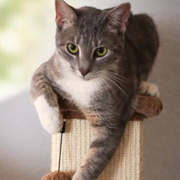 Linus -  Domestic Short Hair and Tabby Cat for Adoption in Liverpool, Texas - Linus | PetCurious
