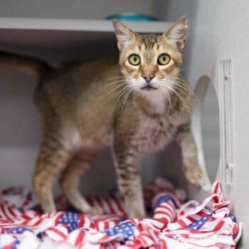 Teddy -  Domestic Short Hair Cat for Adoption in Atlanta, Georgia - Teddy | PetCurious