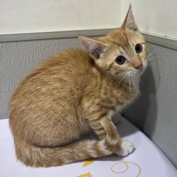 Gaia -  Domestic Short Hair Cat for Adoption in Tampa, Florida - Gaia | PetCurious