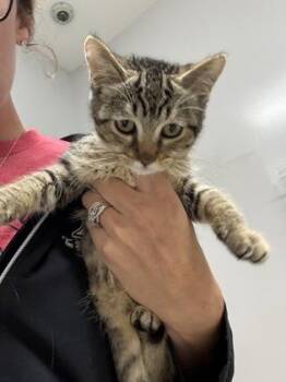 Sarabi -  Domestic Short Hair Cat for Adoption in Pequot Lakes, Minnesota - Sarabi | PetCurious