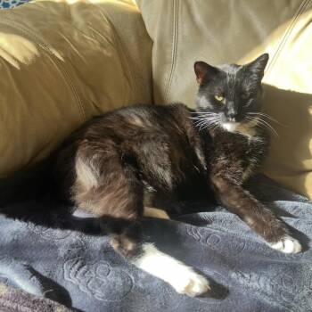 Felix -  Domestic Short Hair Cat for Adoption in Lenexa, Kansas - Felix | PetCurious