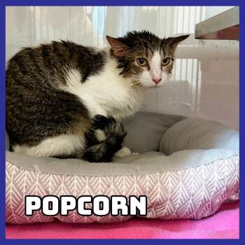 Popcorn -  Domestic Short Hair Cat for Adoption in Glenwood, Minnesota - Popcorn | PetCurious