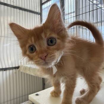 Domestic Medium Hair Cats Available for Adoption - Pepperoni | PetCurious