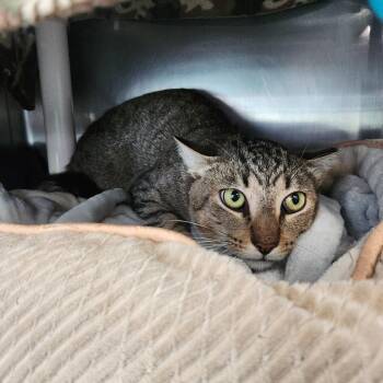 Squirrel -  Domestic Short Hair Cat for Adoption in Brockton, Massachusetts - Squirrel | PetCurious
