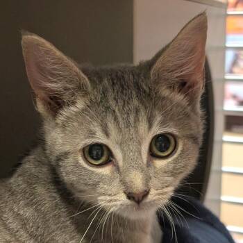 Joey -  Domestic Short Hair Cat for Adoption in Asheville, North Carolina - Joey | PetCurious