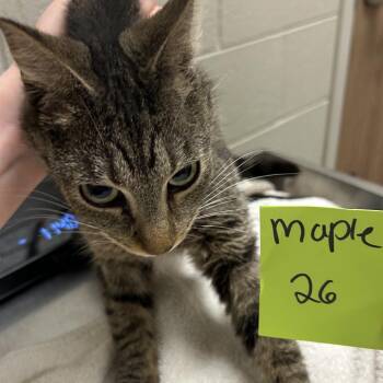 Alberta -  Domestic Short Hair Cat for Adoption in Bristol, Indiana - Alberta | PetCurious