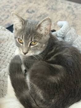 Rescue Domestic Short Hair Cats for Adoption in Bolton, Connecticut - Brooke (BONDED PAIR) | PetCurious