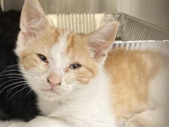CATRICK SWAYZE -  Domestic Short Hair Cat for Adoption in Tustin, California - CATRICK SWAYZE | PetCurious