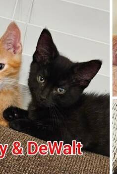 Rescue Domestic Short Hair Cats for Adoption in Grand Rapids, Michigan - DeWalt | PetCurious