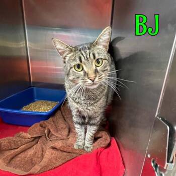 Bj -  Domestic Medium Hair Cat for Adoption in Oak Ridge, Tennessee - Bj | PetCurious