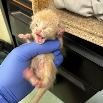 Black Eye -  Domestic Short Hair Cat for Adoption in Philadelphia, Pennsylvania - Black Eye | PetCurious