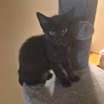 Stitch -  Domestic Short Hair Cat for Adoption in Greensburg, Pennsylvania - Stitch | PetCurious