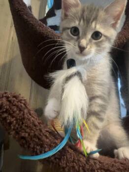 Rescue Domestic Short Hair and Tabby Cats for Adoption in Baltimore, Maryland - Olive | PetCurious