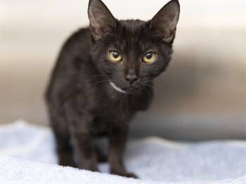 PRUE -  Domestic Short Hair Cat for Adoption in Phoenix, Arizona - PRUE | PetCurious