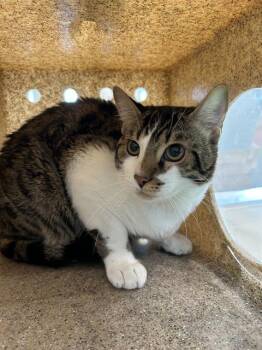 Rescue Domestic Short Hair Cats for Adoption in Pearland, Texas - CARL | PetCurious