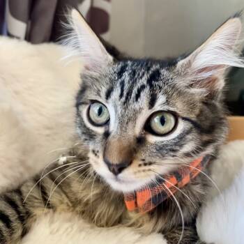 Rescue Domestic Long Hair Cats for Adoption in Los Angeles, California - Calvin | PetCurious