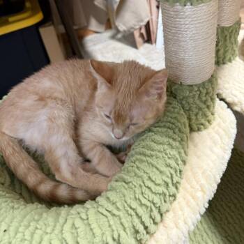 Domestic Short Hair Cats Available for Adoption - Noah--In Foster | PetCurious