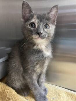 Domestic Short Hair Cats Available for Adoption in Corpus Christi, Texas - ISLA | PetCurious