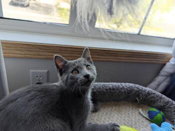 Domestic Short Hair Cats Available for Adoption in Minneapolis, Minnesota - Foxtrot (FIV+) | PetCurious