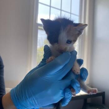 Minerva -  Domestic Short Hair Cat for Adoption in South Elgin, Illinois - Minerva | PetCurious