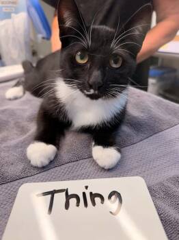 Thing -  Domestic Short Hair Cat for Adoption in Vancouver, Washington - Thing | PetCurious