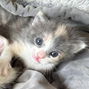Domestic Short Hair Cats Available for Adoption in Austin, Texas - Junebug 8 | PetCurious