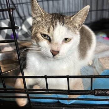 Brynn -  Domestic Short Hair Cat for Adoption in Buffalo, Minnesota - Brynn | PetCurious