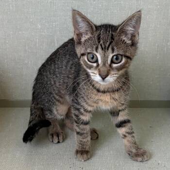 Rebel Wilson -  Domestic Short Hair Cat for Adoption in Monroe, Michigan - Rebel Wilson | PetCurious