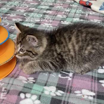 Steward of Ashford -  Domestic Short Hair Cat for Adoption in Fredericksburg, Virginia - Steward Of Ashford | PetCurious