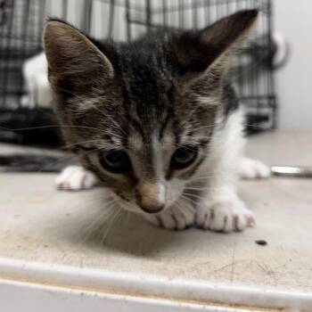 Tulia -  Domestic Short Hair Cat for Adoption in Philadelphia, Pennsylvania - Tulia | PetCurious