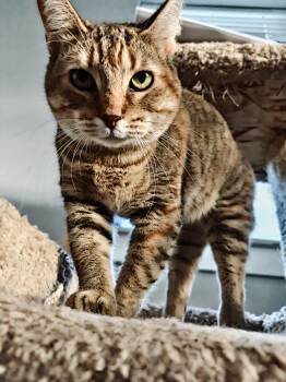 Domestic Medium Hair Cats Available for Adoption - Sunny  | PetCurious
