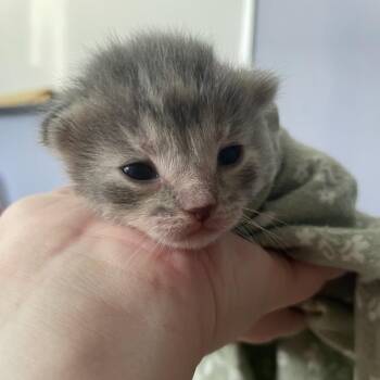 Domestic Short Hair Cats Available for Adoption in Bentonville, Arkansas - Monica | PetCurious