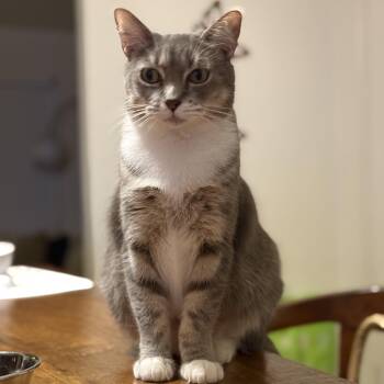 Rescue Domestic Short Hair Cats for Adoption in Sunrise, Florida - Beyonce | PetCurious