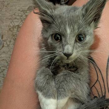 Davita -  Domestic Long Hair Cat for Adoption in Winston-salem, North Carolina - Davita | PetCurious