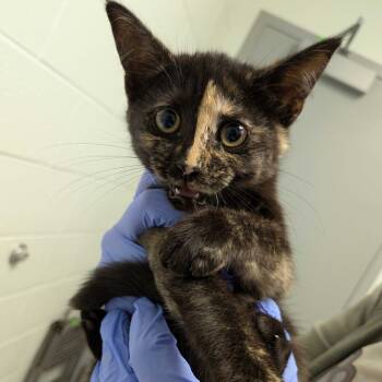 Rescue Domestic Short Hair Cats for Adoption in Chattanooga, Tennessee - Crab Rangoon | PetCurious